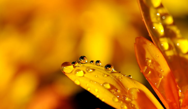 drip, drop of water, raindrop, mirroring, blossom, bloom, flower