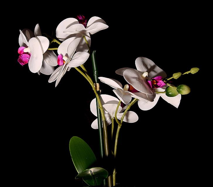 fortsatt liv, Orchid, blomst, Lukk, petal, svart bakgrunn, skjønnhet i naturen