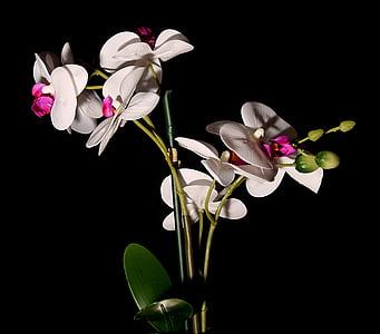все още живот, орхидея, цвете, затвори, венчелистче, черен фон, красота в природата