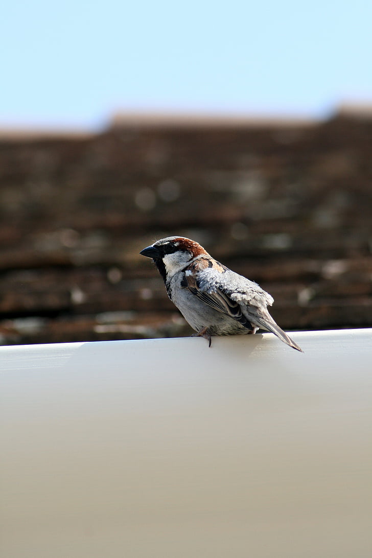 Sparrow, pták, Příroda, zvíře, volně žijící zvířata, venku, zobák