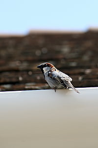 sparrow, bird, nature, animal, wildlife, outdoors, beak