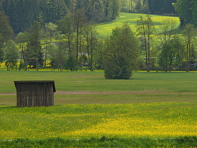春天, 草甸, 自然, 黄色, 景观, 绿色, 农村现场