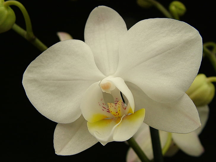 orquídia, Phalaenopsis, blanc, flor, pètal, tropical, flor