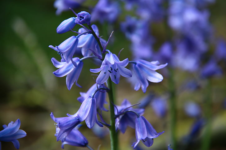 Bellflower, zvony, modrá, závod, květ, zahrada, modrý květ