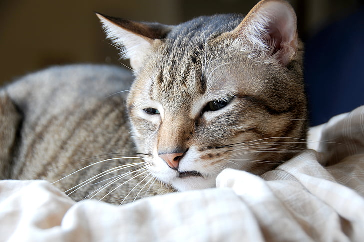cat, pet, the storm