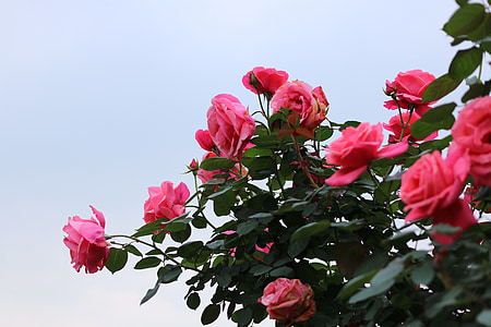 color de rosa, la Asociación de jardín de primavera ciudad bosque, jardín de rosas