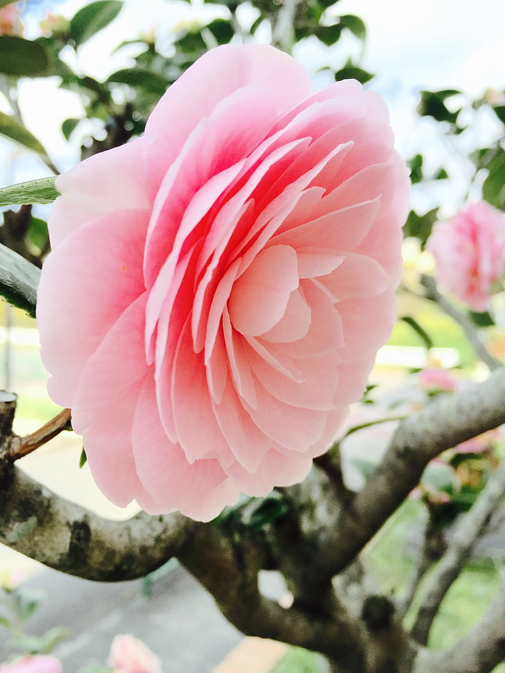rosa, nature, flower, pink Color, petal, flower Head, plant