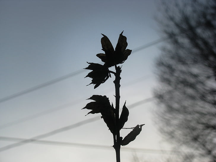 silhouette, flower, daytime, dark, shadow, bird, low angle view