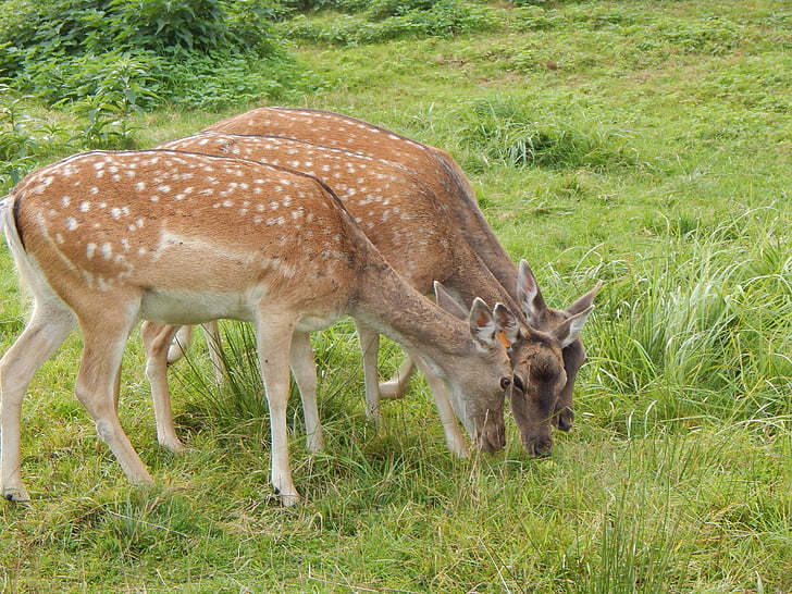 cerf, nature, animal, Red deer