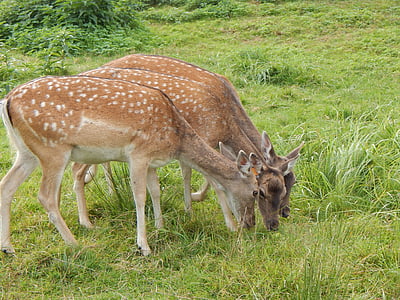 Hirsch, Natur, Tier, Red deer