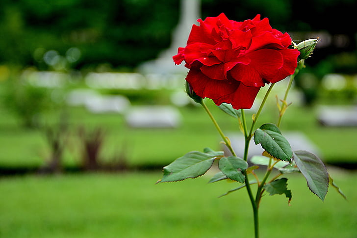 κόκκινο τριαντάφυλλο, λουλούδια, ένα τριαντάφυλλο, φύση, τριαντάφυλλο, ροζ, Κήπος