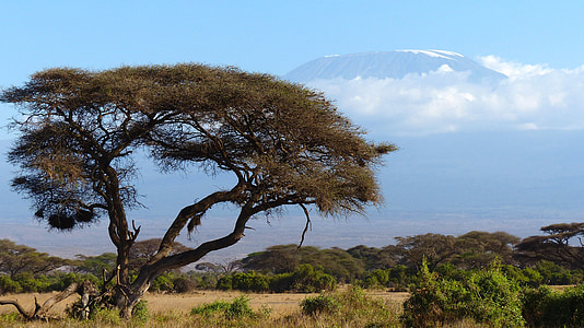 Kilimanjaro, Mountain, Afrika, Amboseli np, Kenya, naturen, träd