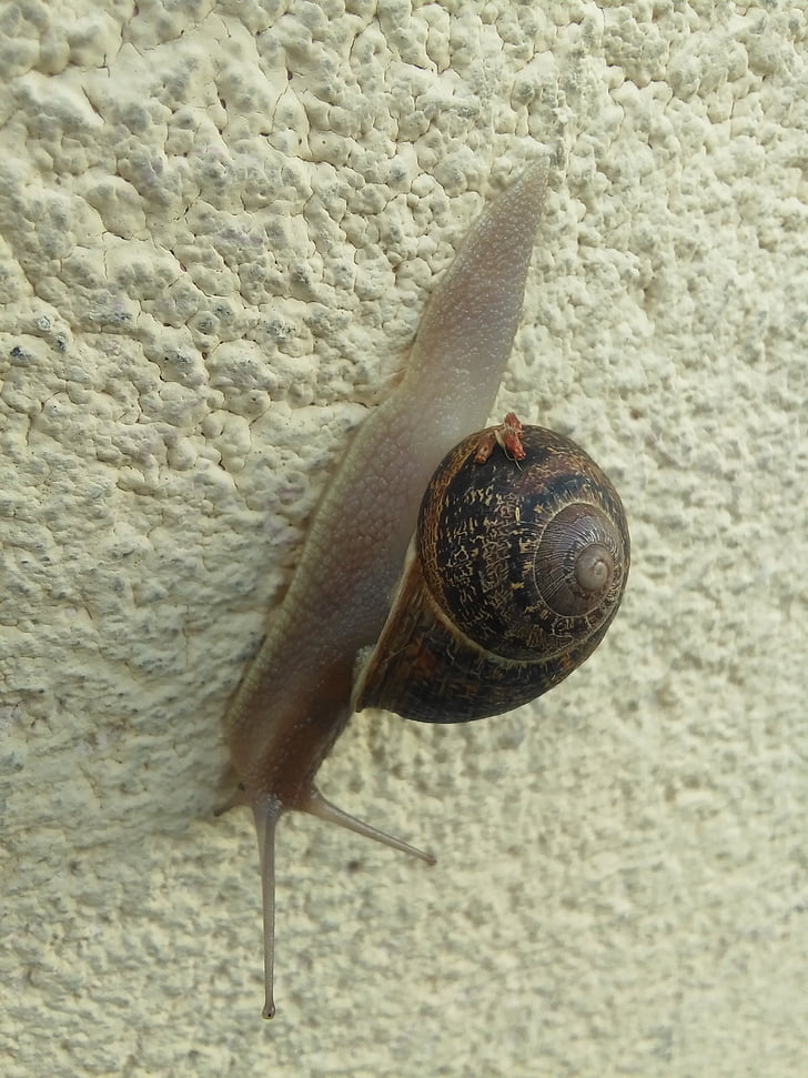 snail, wall, walk, animal