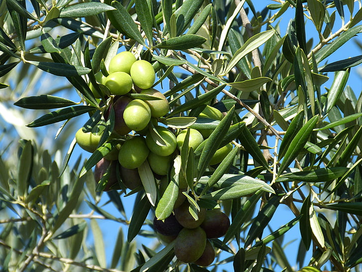 Olive, Oliver, grön, gröna oliver, stenfrukter, mat, Medelhavet