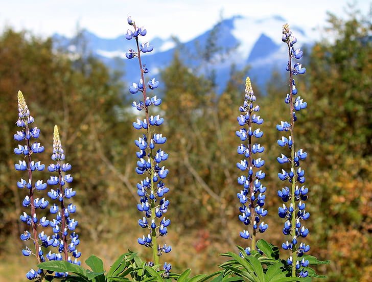 Mendenhall, květiny, fialová, Aljaška, venku, Juneau, Příroda