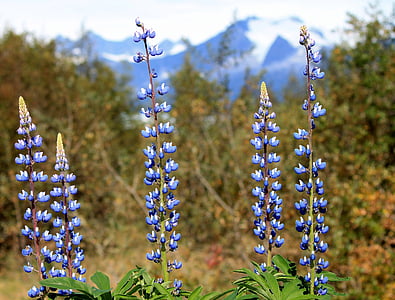 Mendenhall, flores, roxo, Alasca, ao ar livre, Juneau, natureza
