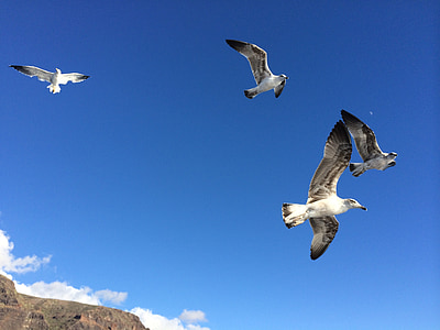 seagulls, sea, air, seagull