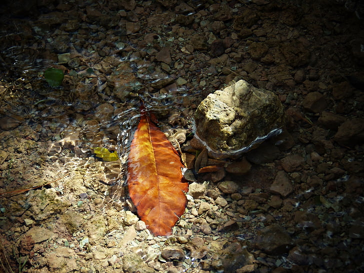 Leaf, vody, západ slnka, jeseň, Príroda, suché, reflexie