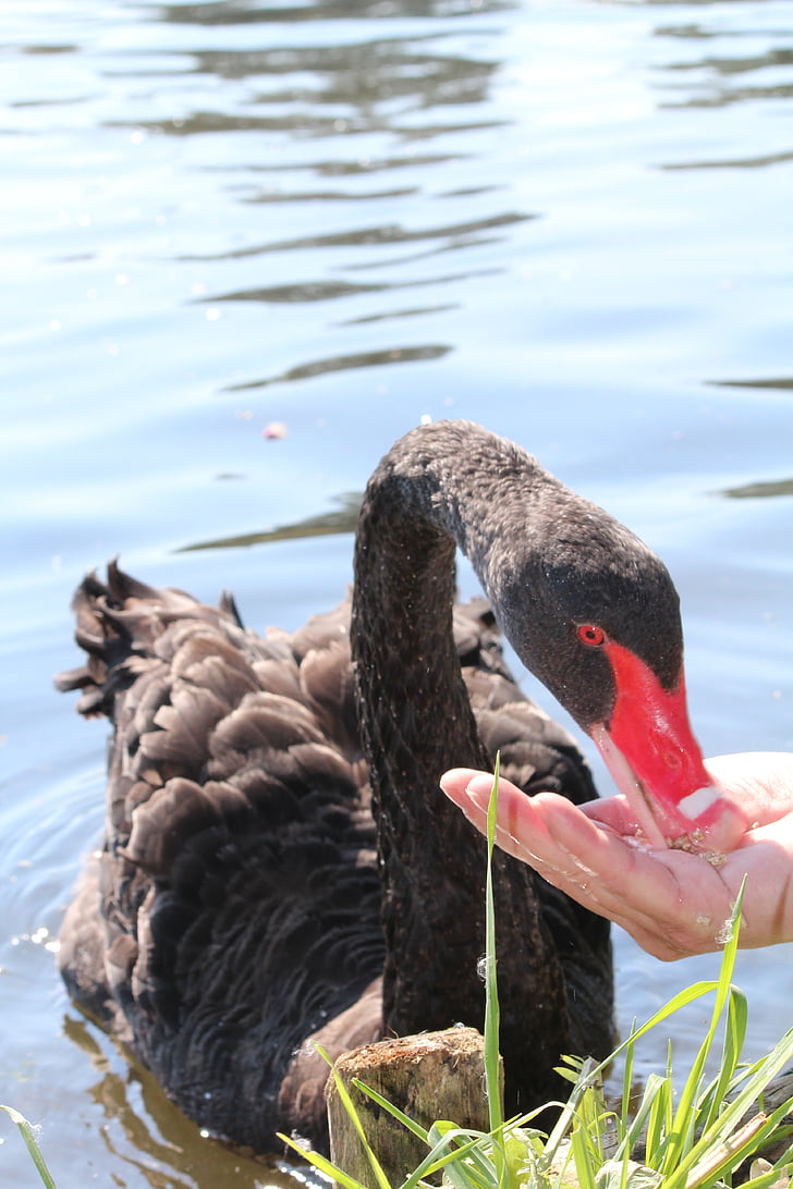 swan, black, feed, hand, lake