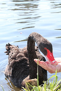 Cisne, preto, alimentos para animais, mão, Lago