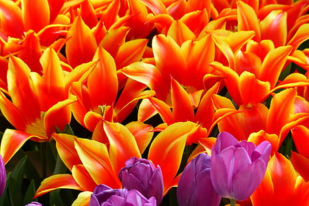 tulipes, rouge, bordure jaune