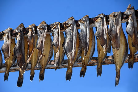 greenland, dörr fish, fish, seafood, dried fish, drying, fishing industry