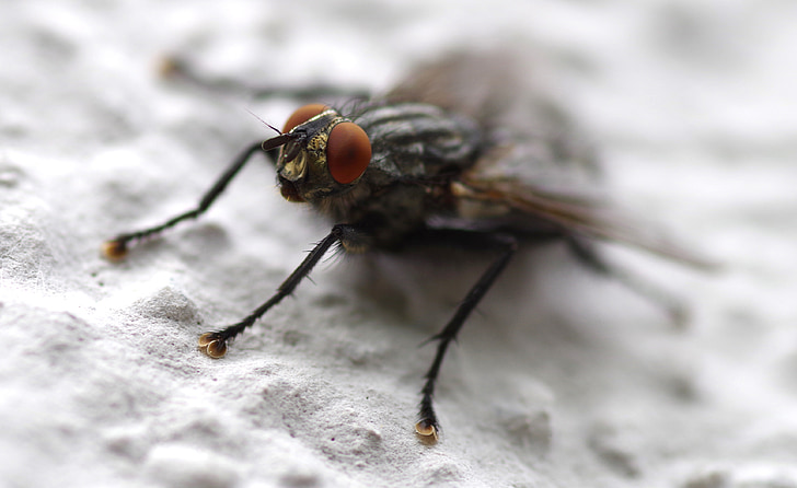 fly, insect, whopper, close, compound, housefly