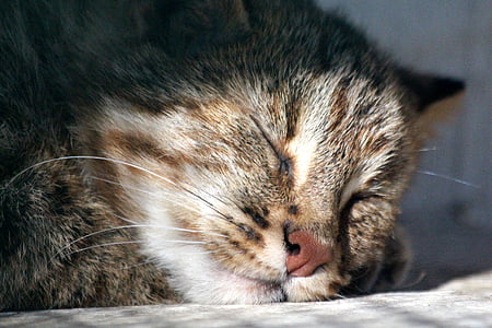 mèo beo Amur, rionailurus bengalensis euptilurus, ăn thịt mèo, động vật ăn thịt, mèo hoang, ngủ, cận cảnh