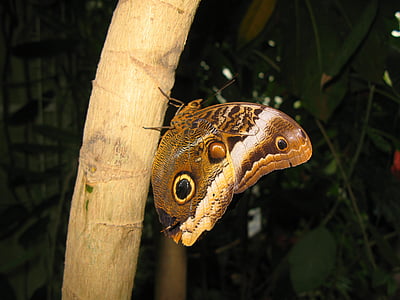 sommerfugl, fargerike, Mainau øya, butterfly hus, øye