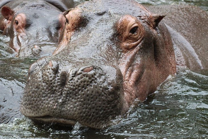 hippopotamus, hippo, animal, wild, nature, wildlife, water