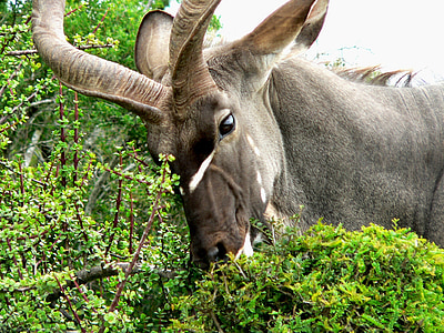Kudu, animale, Antilope saltante, Africa, mangiare, mammifero, natura