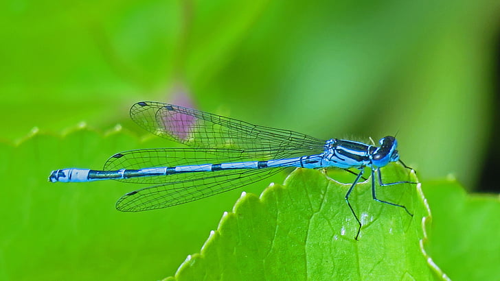 vilda djur, Vacker, blå, närbild, flickslända, Dragonfly, grön