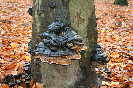 three mushroom, autumn, tinder, leuvenum, forest