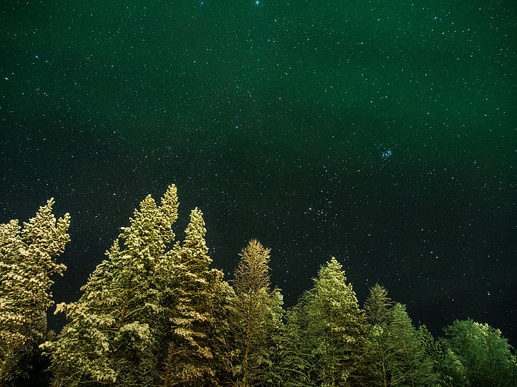 photo, starry, night, nature, tree, forest, no people
