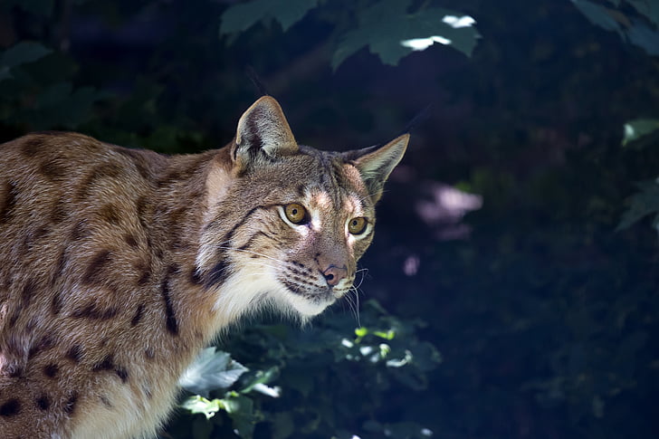 Lynx, Wildcat, Predator, carnivore, undomesticated Cat, animal, nature