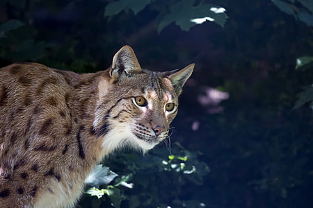 Lynx, kočka divoká, predátor, masožravec, undomesticated kočka, zvíře, Příroda