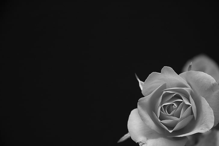 Троянда, квітка, чорний, сірий, чорно-біла, цвітіння, цвітіння