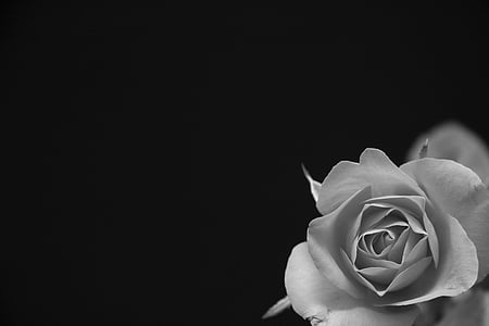 rose, flower, black, grey, black and white, blossom, bloom