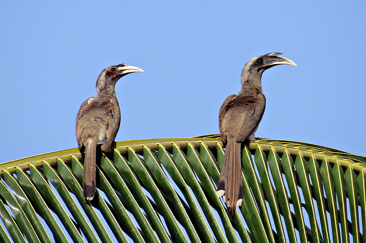 indian grey hornbill, ocyceros birostris, hornbill, bird, pair, dharwad, india