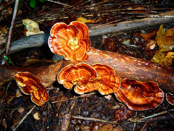 fungi, growth, red, orange, fungus, woods, color