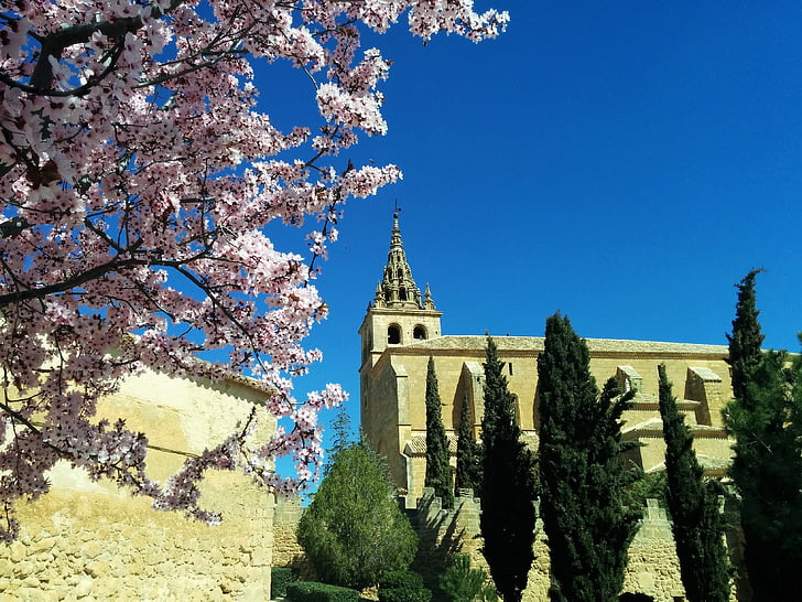 bažnyčia, gėlės, pavasarį, bokštas, gėlėtas filialas, Katalikų