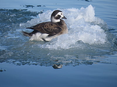 long tailed duck, bird, nature, wildlife, winter, ice, river