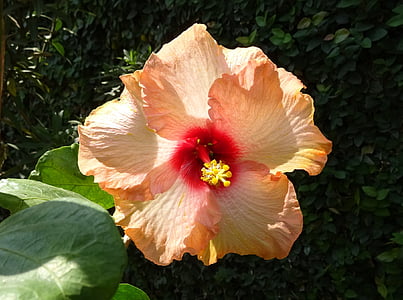 Hibiscus, Peach, fleur, Rosa sinensis, rose de Chine, flore, Dharwad