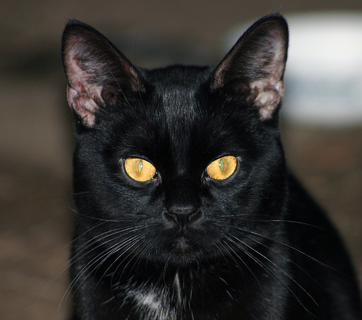 kočka, černá, zvíře, domácí, domácí zvíře, crature, oči