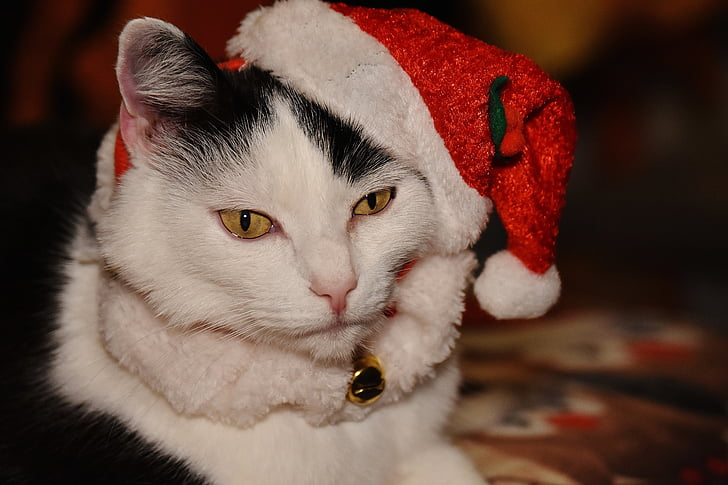 кошка, Рождество, колпак Санта-Клауса, смешно, мило, сладкий, Симпатичные