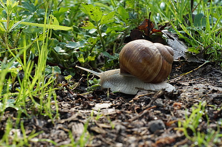 snail, shell, nature, slimy, animal, mollusk, leaf
