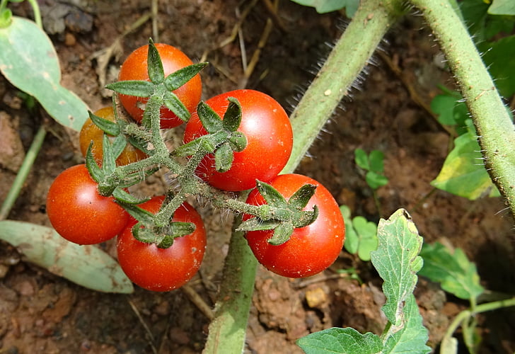Cherry tomaat, tomaat, fruit, plantaardige, rijp, rood, voedsel
