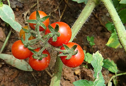 Cherry-Tomate, Tomaten, Obst, Gemüse, reif, rot, Essen