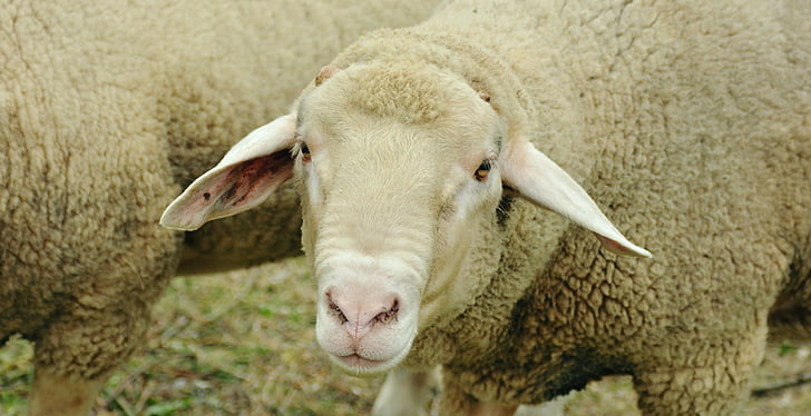 lambad, karja, valge lammas, karjamaa, looma, vill, lamba vill