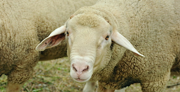 får, husdyr, hvide får, græs, dyr, uld, fåreuld